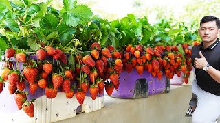 Growing GIANT Strawberries  MAX Yields, BIG Fruits