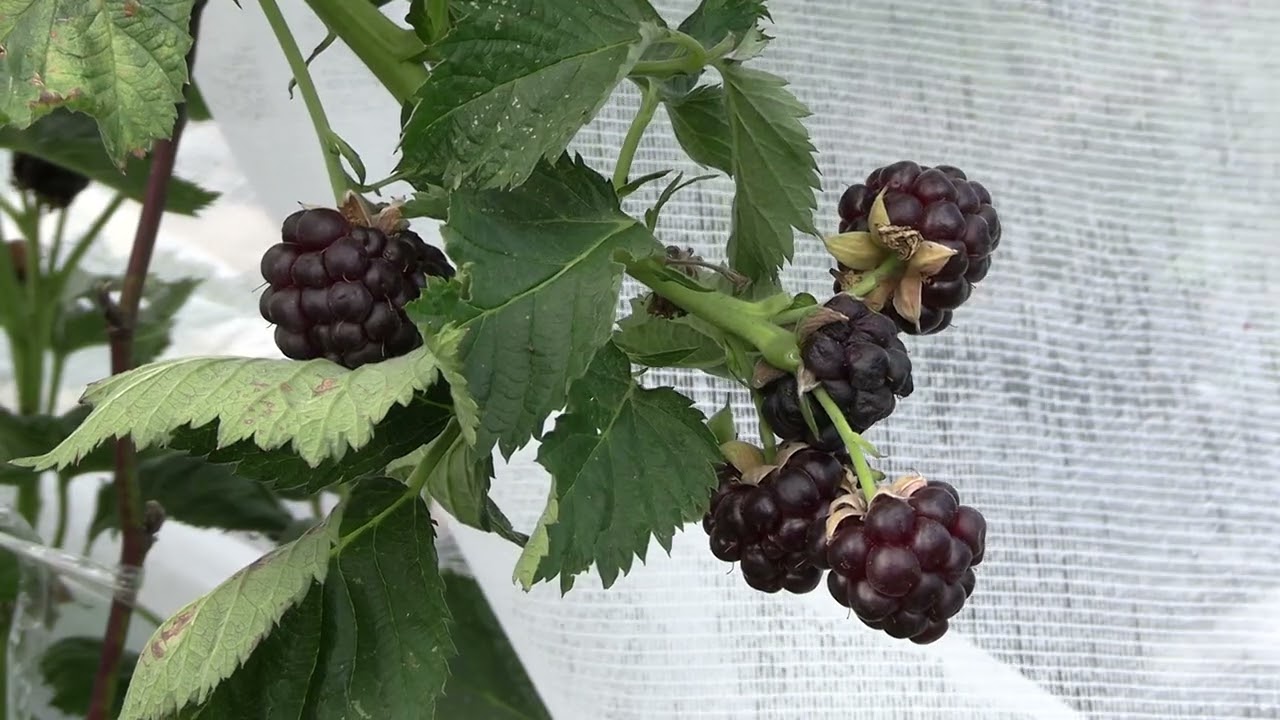 Blackberry-Raspberry, Hexaploid Hybrid,(6x), First Ripe Fruit.