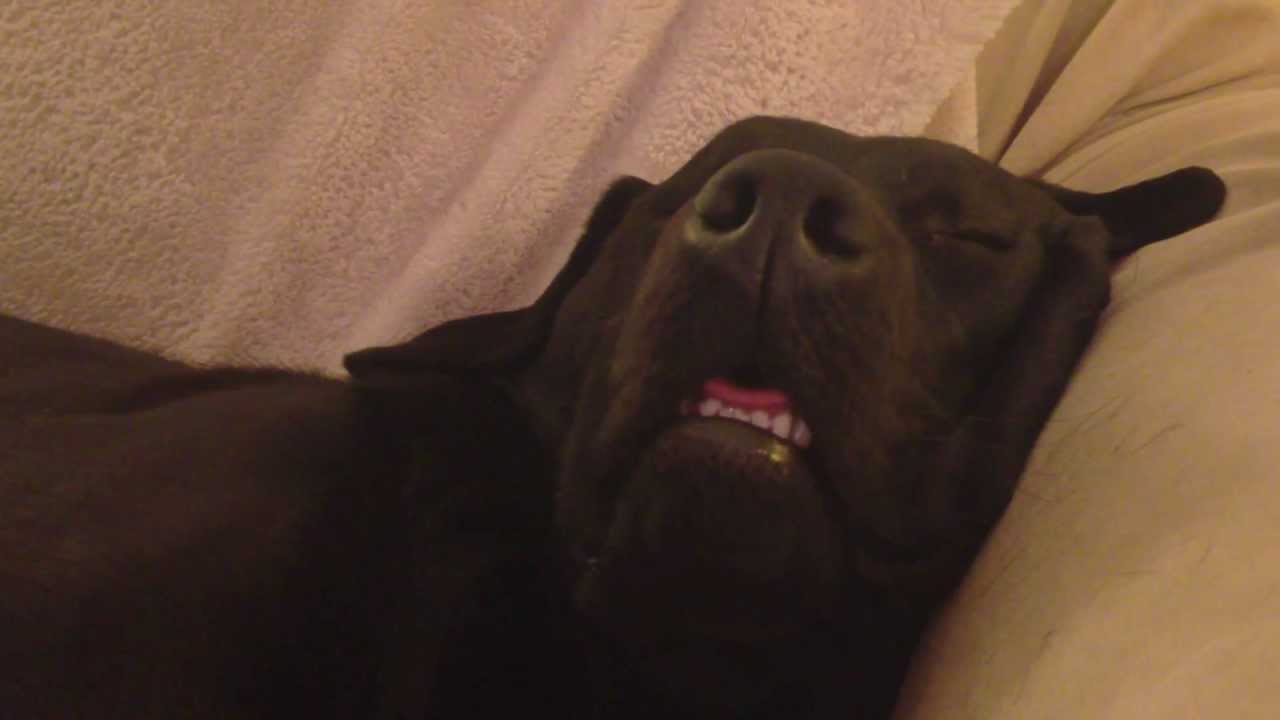 This Snoring Labrador Loves to Eat... Even While He Sleeps