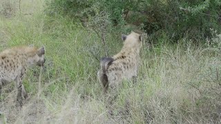 Hyenas Scared Of A Lone Young Male Lion