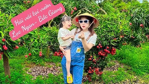 Thăm Vườn Vải Lục Ngạn- Bắc Giang 6.2023