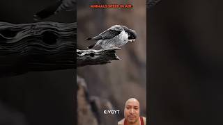animal speed on land vs air #super #viral #shortsfeed #shorts
