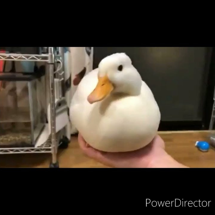 Bebek Hilang dan Kemudian Muncul Kembali