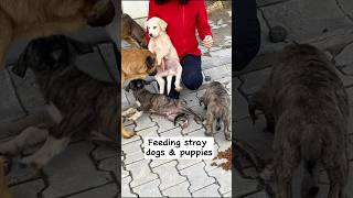 Cute Puppies Dog Family 