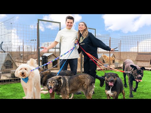 Video: Mama câine fericit reunit cu Puppies aruncat de la gunoi