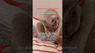 It's not weird... it's self-care✨ #didyouknow #catfacts #funfact #catsdaily #petcare