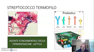 Quali sono i batteri fotosintetici?