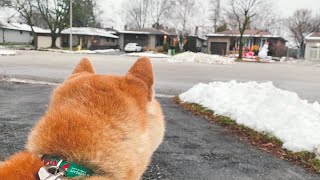 柴犬出門被“雪人”嚇到罵罵咧咧了3分鐘主人忍不住笑了