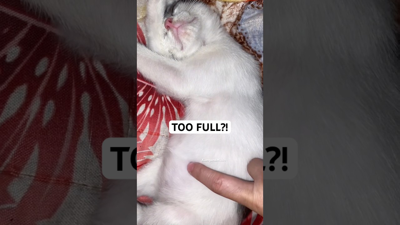 Food Coma Kitten #catlife #kitten #cutecat #cute #animals