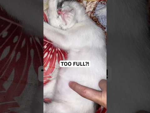 Food Coma Kitten #catlife #kitten #cutecat #cute #animals