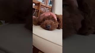 Smart dog 1 word to make her awake
