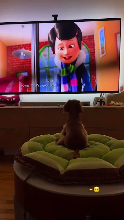 Funny  vidéo  ????????????