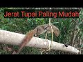 Cara Membuat Jebak Tupai Paling Mudah Umpan Kelapa Sawit.