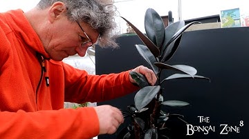 My Indian Rubber Trees (Ficus elastica) Bonsai, The Bonsai Zone, Dec 2021