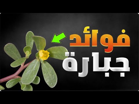 فوائد الرجلة _المصابين بهذه الامراض أكثر المستفدين من اكل البقله وشرب عصير أغصانها وأوراقها