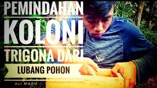 Cara pemindahan koloni trigona dari lubang pohon ke kotak budidaya