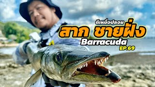 ตกปลาสาก ด้วยเหยื่อปลอม Baracuda Fishing  [ LFST ตีเหยื่อปลอมชายฝั่ง 69]