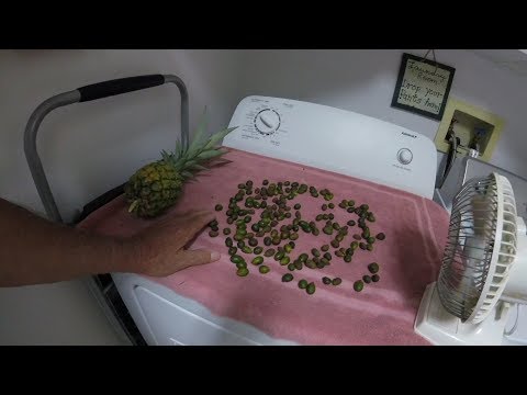 Video: Silver Saw Palmetto Palms - Lær om Silver Saw Palmetto Tree Fakta