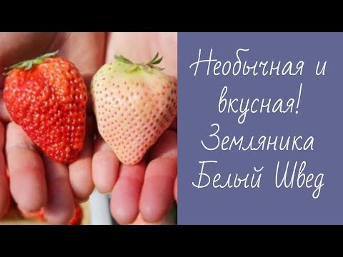 Купить Белый Швед Саженцы Клубника В Екатеринбурге