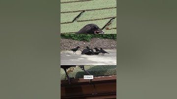 Some interesting facts about crows. #shorts