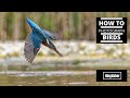 How to Photograph Kingfishers