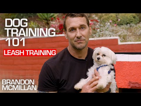 Video: Brandon mcmillan può addestrare il mio cane?