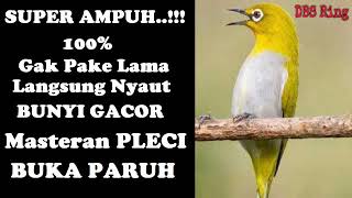 Terapi Pleci Agar Buka Paruh | Terapi Terbaru Burung Pleci | Masteran Burung Pleci Gacor Buka Paruh