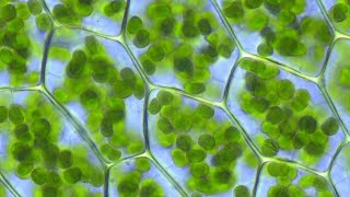 Qué Son Los Cloroplastos?