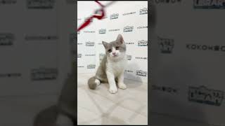 KKM British Shorthair Kitten (Male) 2