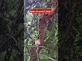 A misteriosa cobra-de-veado, também conhecida como jibóia!#shorts #sertão #natureza