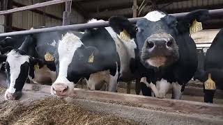 video of cows being