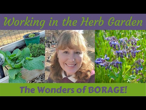 Video: Borage: Hoa Làm Thực Phẩm