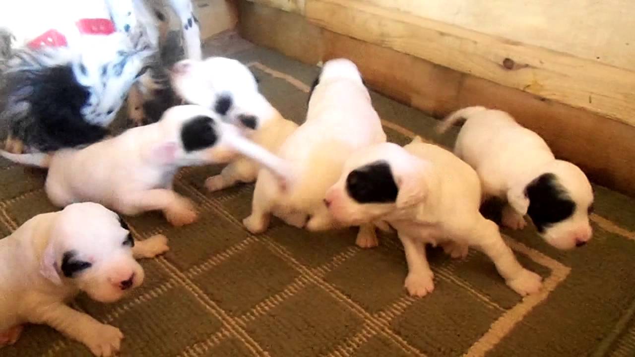 Deadwater Gun Dogs-Puppies - YouTube