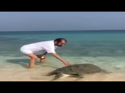 الشيخ محمد بن راشد ينقذ سلحفاة بإعادتها إلى المياه