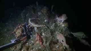 Pink Handfish | University of Tasmania