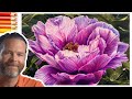 How to Draw a Flower - Colored Pencils