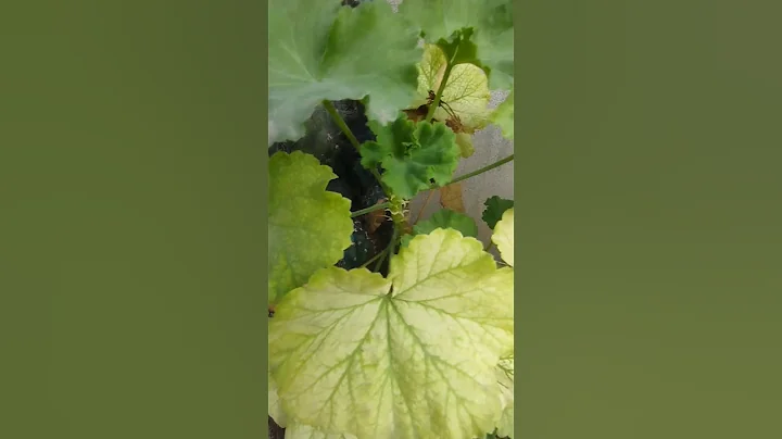 RARE HOUSEPLANT CARE | Secret Houseplant Care Tips From a Master Houseplant Grower #nursery#plants