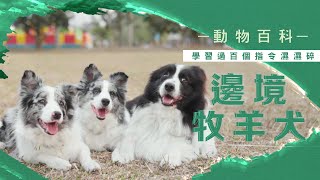 狗界學霸邊境牧羊犬識過百種指令 灰鼻子是獨特的生病先兆 #動物百科 #動物蘋台