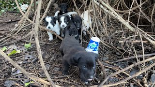 Puppies Hearing Our Voice Come Running Out of the Bushes