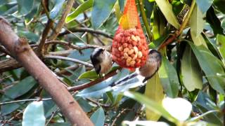Two Long-Tailed Tits Feeding in Longleat Forest at Centre Parcs screenshot 5