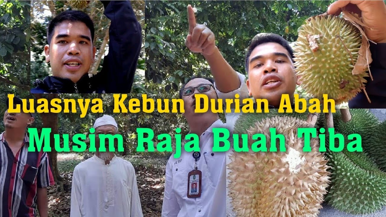 Melihat Kebun Durian Abah Haji Kasa Satu Di Antara Pemilik Kebun