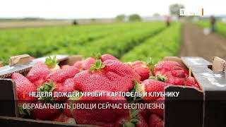 Неделя дождей угробит картофель и клубнику