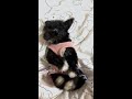 今天是#国际小狗日 ,让我看看大家可爱的修狗吧