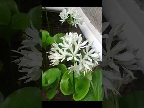 Cardwell Lily