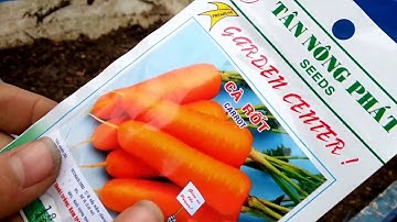 Chia sẽ cách làm đất và gieo hạt cà rốt.