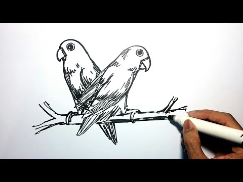 Cara Menggambar 2 Burung Lovebird By Adi Tri