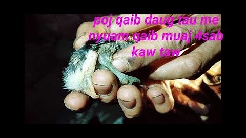 xov xwm tshiab (me nyuam qaib muaj 4 sab kaw taw)