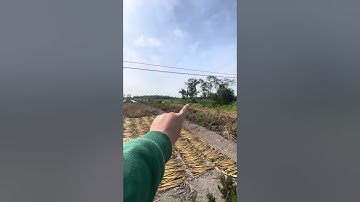 Chủ ngộp bán gấp 10 công đất vườn mặt tiền đường dal ô tô giá 120 triệu/1000m2 hậu Giang