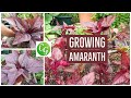 Grow Your Own Superfood: The Ultimate Guide to Red Amaranth (Amaranthus)