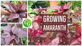 How To Grow Red Amaranth - A Nutrition Powerhouse Superfood - Amaranthus